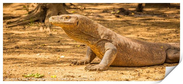 A Komodo Dragon ready to attack in the afternoon sun. Print by SnapT Photography