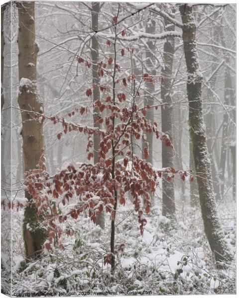 Frosted Beech tree  Canvas Print by Simon Johnson