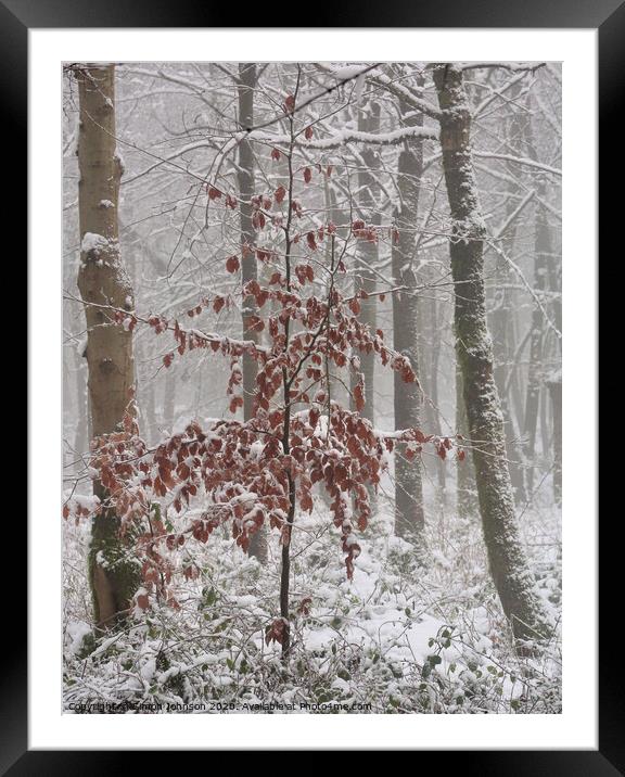 Frosted Beech tree  Framed Mounted Print by Simon Johnson