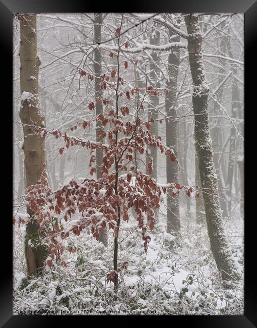 Frosted Beech tree  Framed Print by Simon Johnson