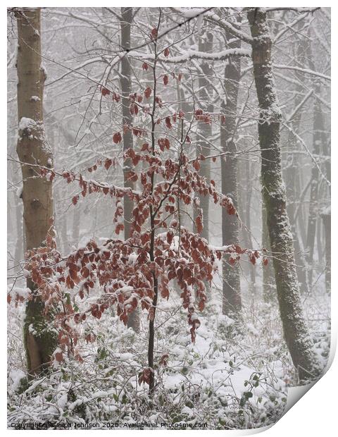 Frosted Beech tree  Print by Simon Johnson