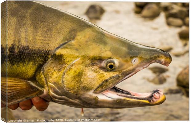 The green head of a Chum salmon with a big kype in the jaw. Canvas Print by SnapT Photography