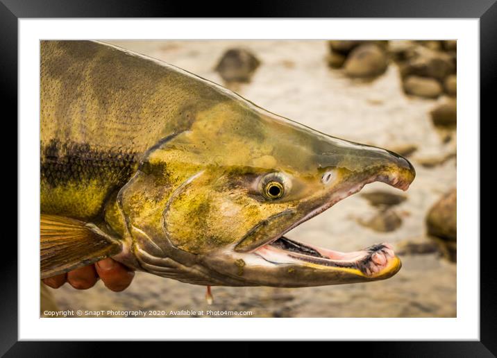 The green head of a Chum salmon with a big kype in the jaw. Framed Mounted Print by SnapT Photography