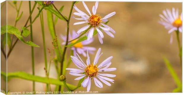Beautiful close up of a purple 'October skies' daisy flower Canvas Print by SnapT Photography