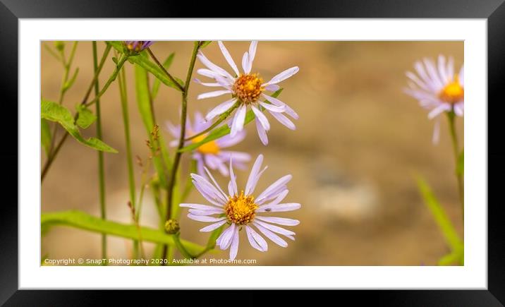 Beautiful close up of a purple 'October skies' daisy flower Framed Mounted Print by SnapT Photography