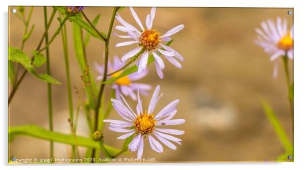 Beautiful close up of a purple 'October skies' daisy flower Acrylic by SnapT Photography