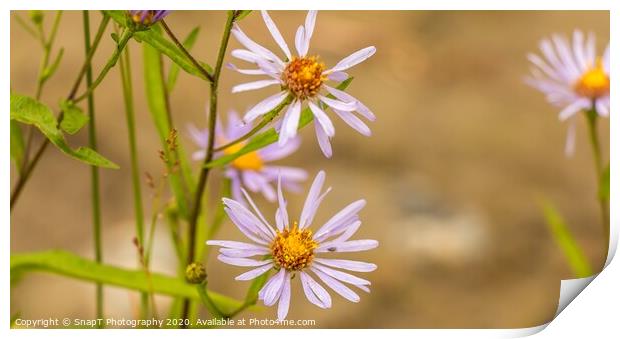 Beautiful close up of a purple 'October skies' daisy flower Print by SnapT Photography