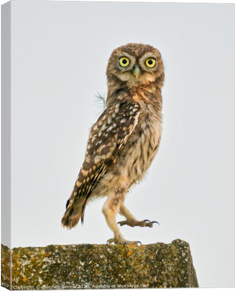 Little Owl dancing Canvas Print by Stephen Rennie