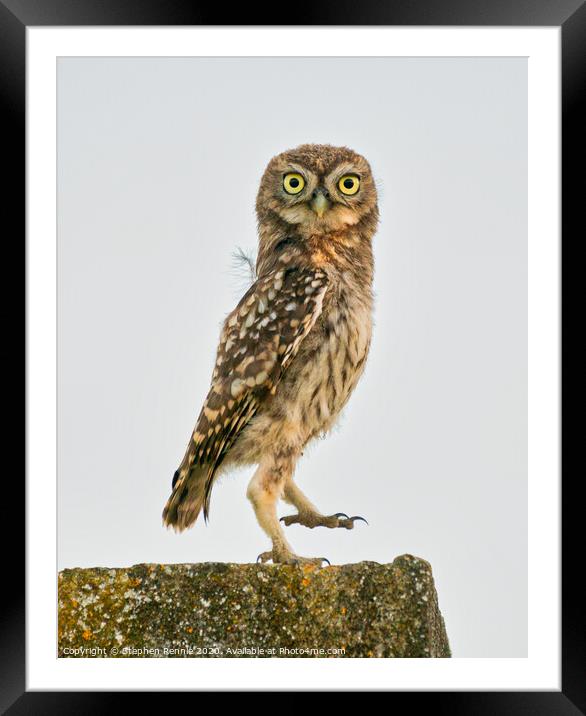 Little Owl dancing Framed Mounted Print by Stephen Rennie