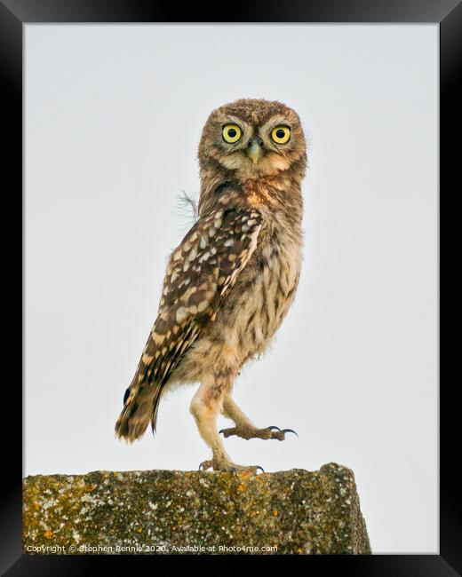 Little Owl dancing Framed Print by Stephen Rennie