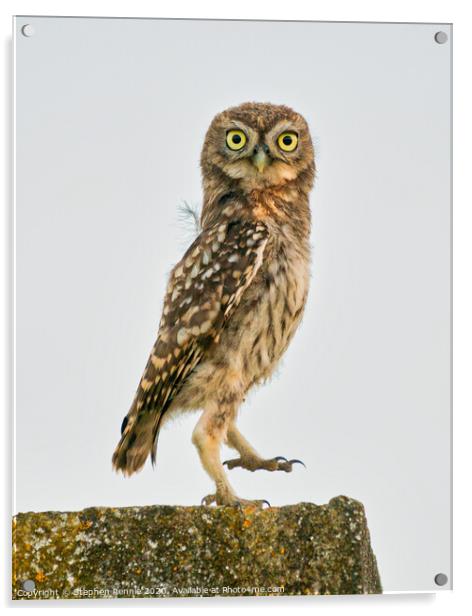 Little Owl dancing Acrylic by Stephen Rennie