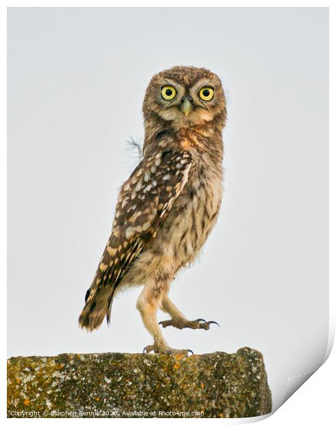 Little Owl dancing Print by Stephen Rennie