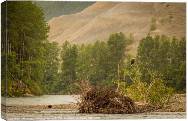 Two eagles resting in a tree at the end of a pool on the Kitimat River, British Columbia, Canada. Canvas Print by SnapT Photography