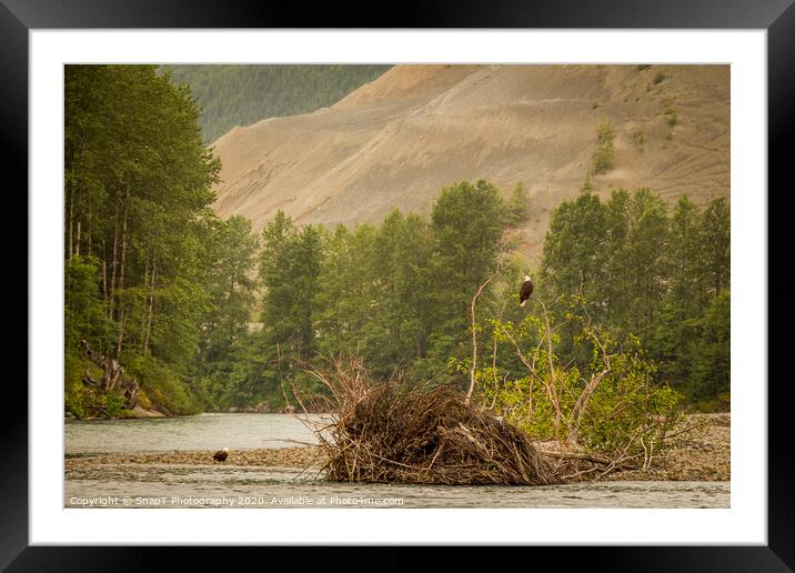 Two eagles resting in a tree at the end of a pool on the Kitimat River, British Columbia, Canada. Framed Mounted Print by SnapT Photography