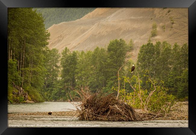Two eagles resting in a tree at the end of a pool on the Kitimat River, British Columbia, Canada. Framed Print by SnapT Photography