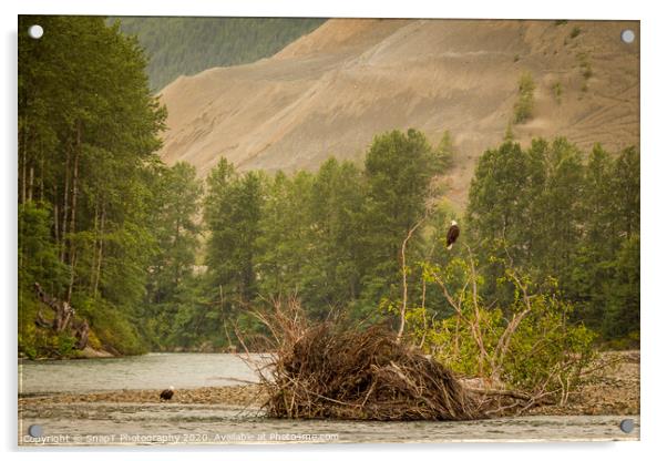 Two eagles resting in a tree at the end of a pool on the Kitimat River, British Columbia, Canada. Acrylic by SnapT Photography