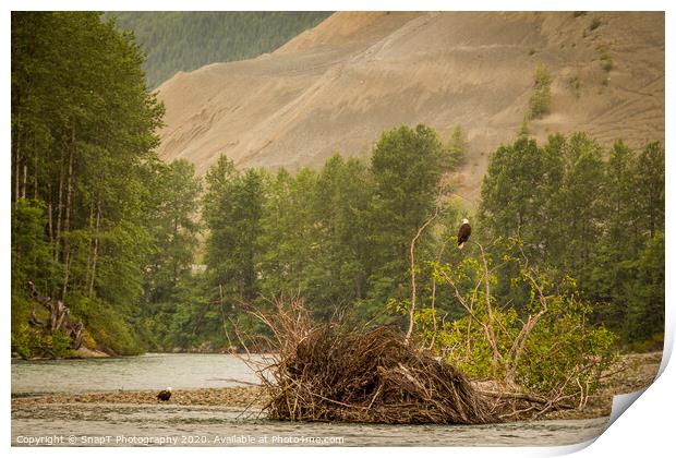 Two eagles resting in a tree at the end of a pool on the Kitimat River, British Columbia, Canada. Print by SnapT Photography
