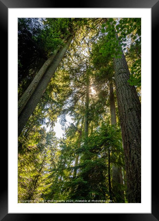 Light shining through the forest canopy of evergreen conifer trees in summer Framed Mounted Print by SnapT Photography