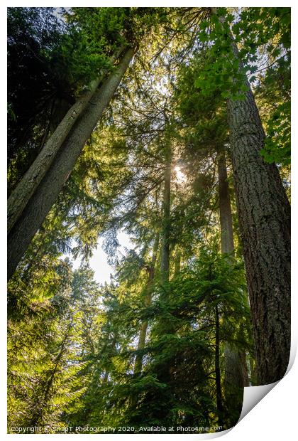 Light shining through the forest canopy of evergreen conifer trees in summer Print by SnapT Photography