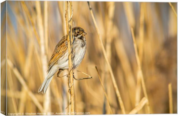 Reed Bunting bird Canvas Print by Stephen Rennie