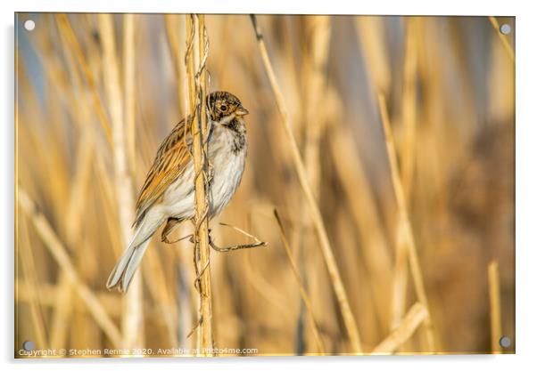 Reed Bunting bird Acrylic by Stephen Rennie