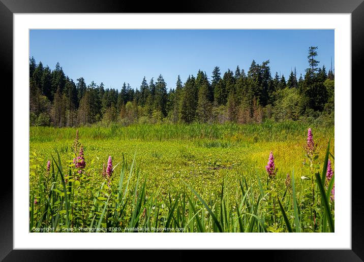 An overgrown Beaver Lake in Stanley Park, Vancouver, in the summer Framed Mounted Print by SnapT Photography