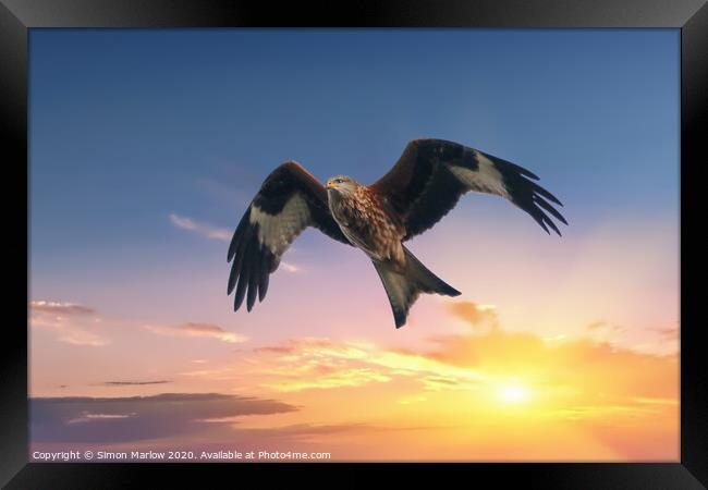 Red Kite against a sunset background Framed Print by Simon Marlow