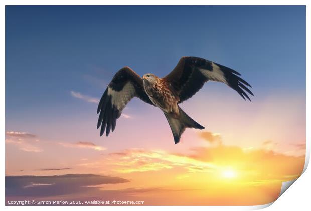 Red Kite against a sunset background Print by Simon Marlow