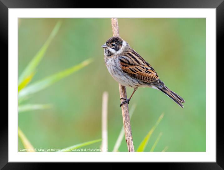 Male Reed Bunting bird Framed Mounted Print by Stephen Rennie