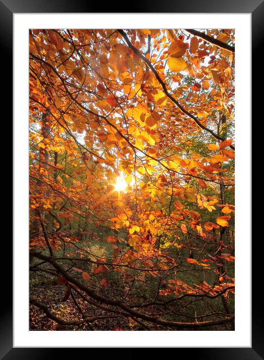 Autumn sunlght Framed Mounted Print by Simon Johnson