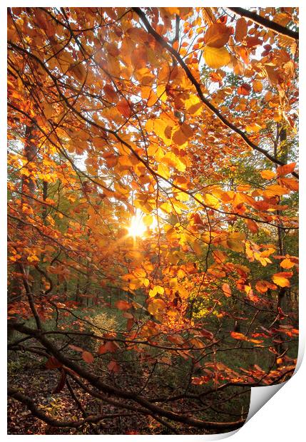 Autumn sunlght Print by Simon Johnson