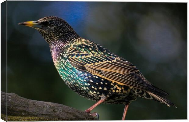 Beautiful Starling Canvas Print by Michelle Bowler