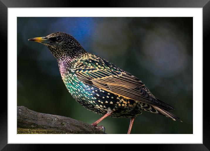 Beautiful Starling Framed Mounted Print by Michelle Bowler