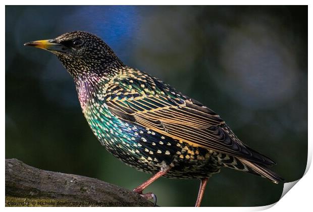 Beautiful Starling Print by Michelle Bowler