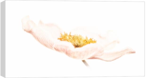 Japanese anemone Canvas Print by Robert Murray
