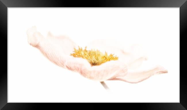 Japanese anemone Framed Print by Robert Murray
