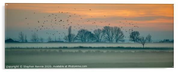 Low mist sunset and birds  Acrylic by Stephen Rennie