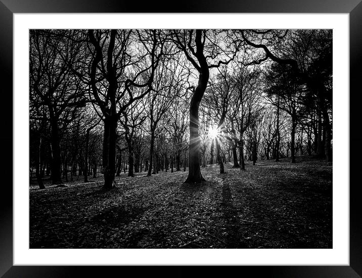 Woodland sunset At Tandle Hill Country Park Oldham Framed Mounted Print by Jonathan Thirkell
