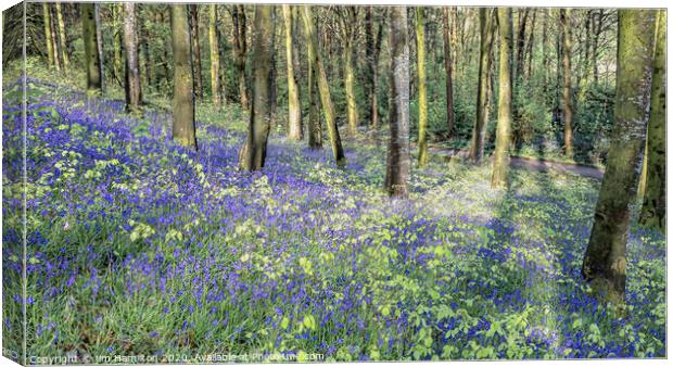 Bluebells in bloom Canvas Print by jim Hamilton