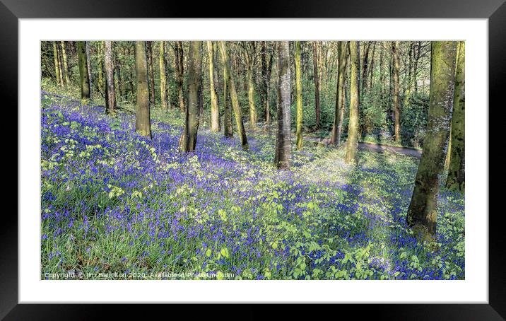 Bluebells in bloom Framed Mounted Print by jim Hamilton