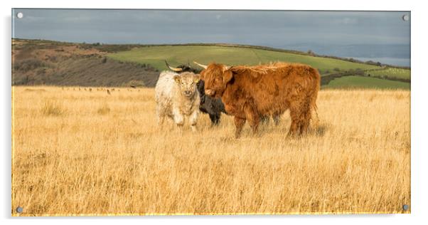 Highland Cattle, Exmoor Acrylic by Shaun Davey