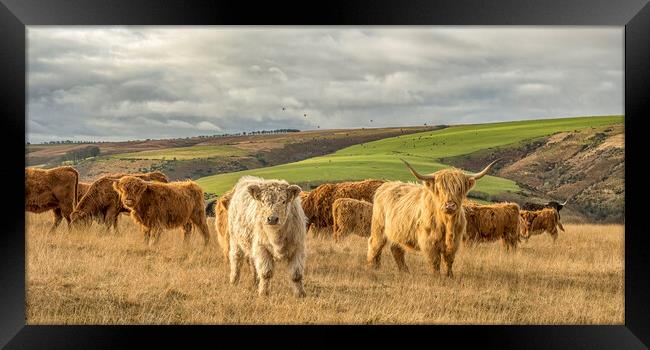 Highland Cattle, Exmoor Framed Print by Shaun Davey