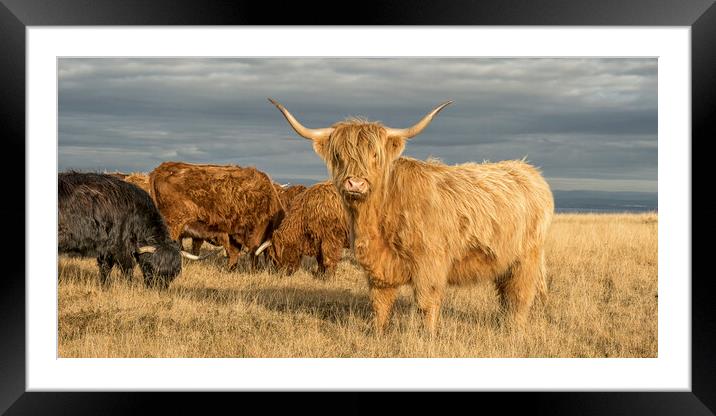 Highland Cattle, Exmoor Framed Mounted Print by Shaun Davey