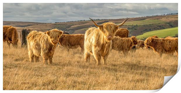 Highland Cattle, Exmoor Print by Shaun Davey