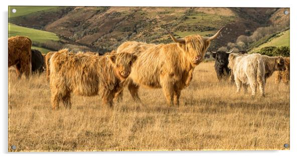 Highland Cattle, Exmoor Acrylic by Shaun Davey