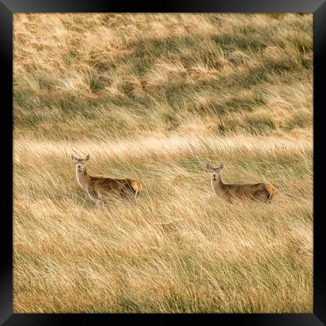 Red Deer (Cervus elaphus), Exmoor Framed Print by Shaun Davey
