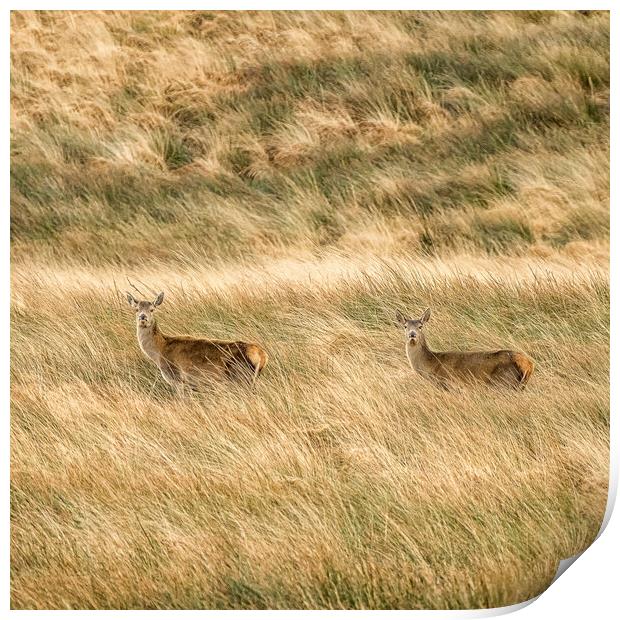 Red Deer (Cervus elaphus), Exmoor Print by Shaun Davey