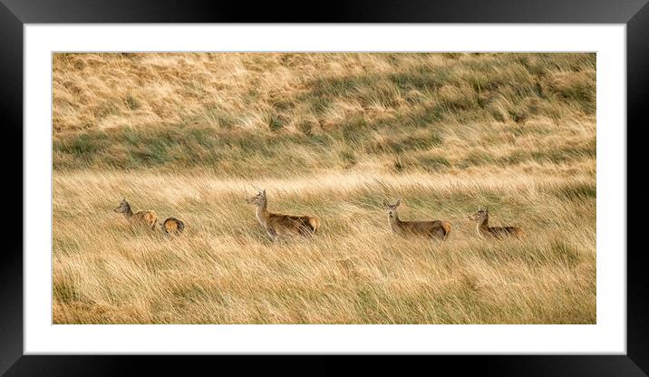 Red Deer (Cervus elaphus), Exmoor Framed Mounted Print by Shaun Davey