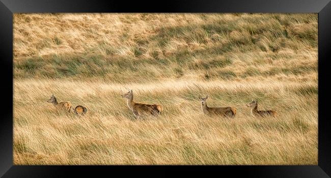 Red Deer (Cervus elaphus), Exmoor Framed Print by Shaun Davey