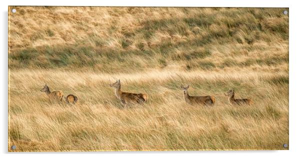 Red Deer (Cervus elaphus), Exmoor Acrylic by Shaun Davey